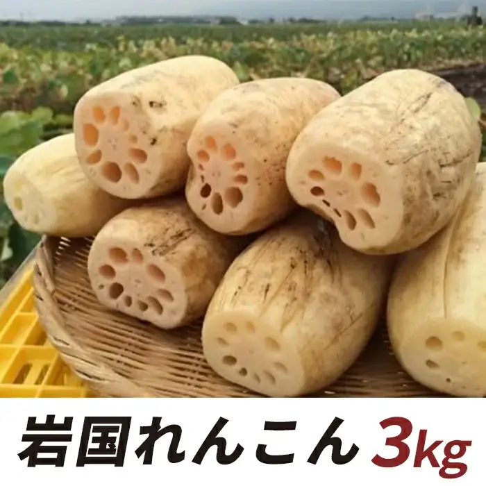 岩国 れんこん 泥付き 3kg【山口県農業協同組合】