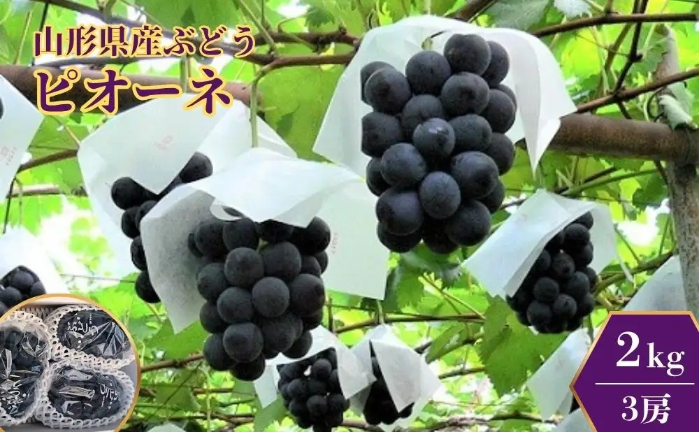 ぶどう（ピオーネ）２ｋｇ　0009-2603
