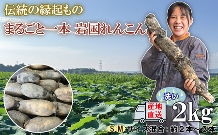 由美屋特選！岩国産れんこん(洗い)２kg【有限会社 由美屋】