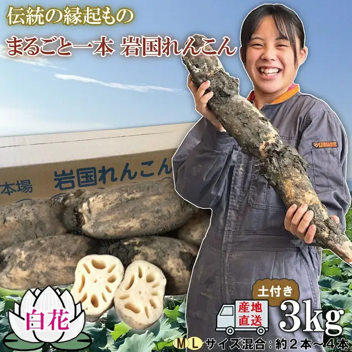 由美屋特選！岩国産れんこん3kg(土付き)【有限会社 由美屋】