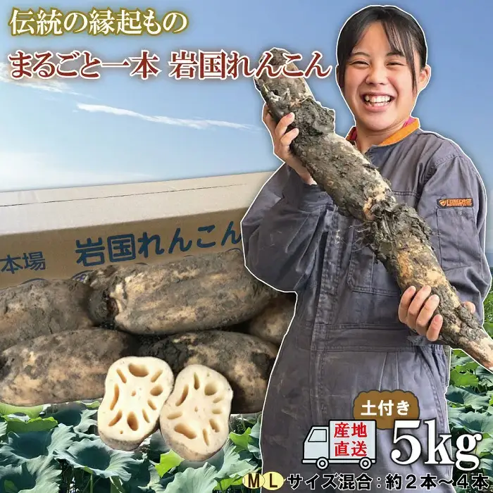 由美屋特選！岩国産れんこん5kg(土付き)【有限会社 由美屋】