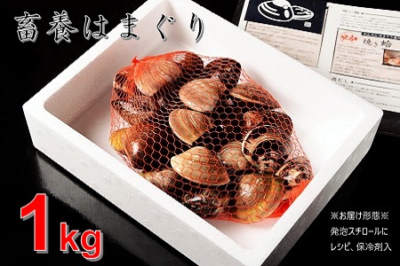 桑名はまぐり屋　蓄養はまぐり　3年?6年もの　1kg_蛤　ハマグリ　魚介　貝　魚貝　活はまぐり　焼きはま　海鮮　網焼き　酒蒸し　お吸い物　パエリア　パスタ　a*97