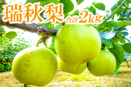 A-937 瑞秋梨　2㎏