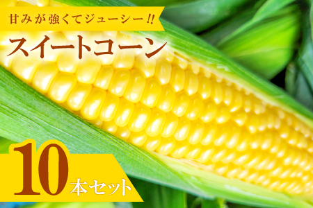A-986 味来コーン　10本入り