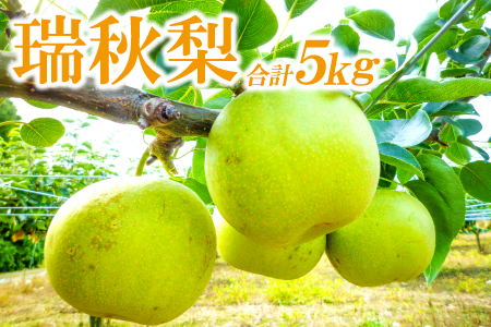 A-936 瑞秋梨　5㎏