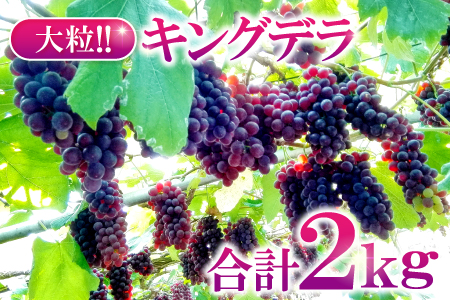 B-284 大きいデラウェア　キングデラ　2kg