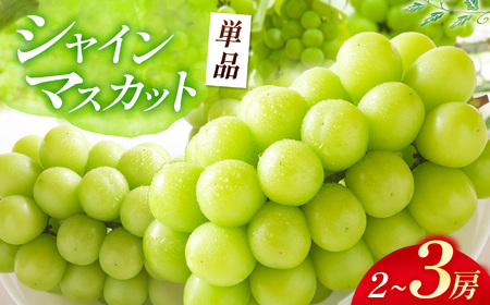 【先行予約】朝採れ シャインマスカット 1.1kg以上 ( 2～3房入り ) | フルーツ 果物 ぶどう 大分県 中津市