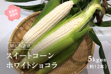 南部町産 朝採れスイートコーン（ホワイト種）5kg箱  2026年収穫分＜数量限定＞