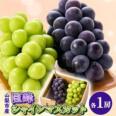【2026年発送】大人気!巨峰・シャインマスカット食べ比べセット ふるさと納税 　【配送不可地域：離島・沖縄県】【1304385】