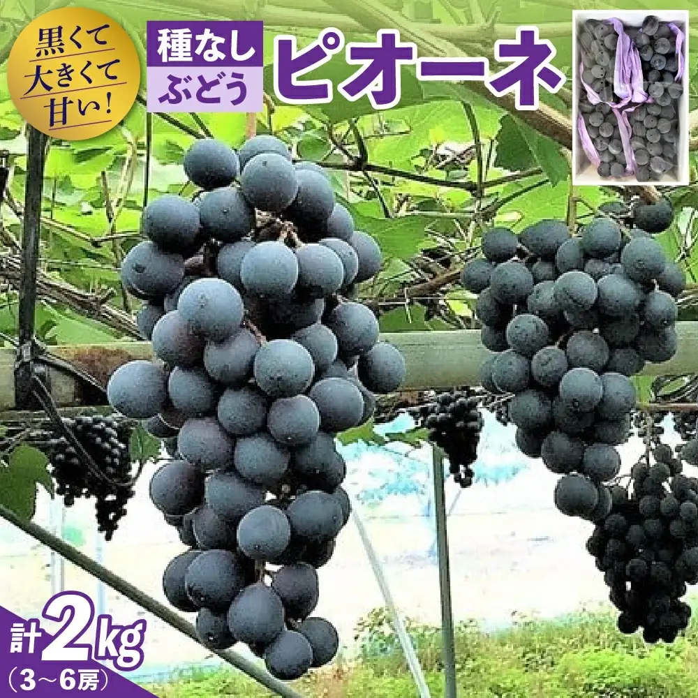 種無しぶどう（ピオーネ）２ｋｇ　0020-2614