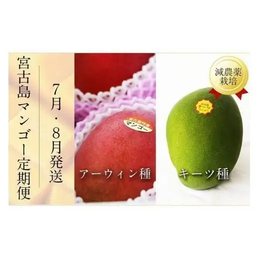 《先行予約》宮古島産 マンゴーセット｜アーウィン＆キーツ｜フルーツ定期便 全2回＜琉球マルシェ＞