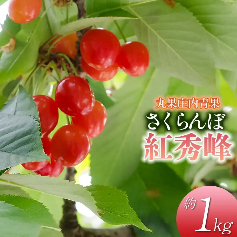 【令和8年産先行予約】 さくらんぼ 紅秀峰 約1kg 山形県庄内産　丸果庄内青果　| サクランボ チェリー 紅秀峰 果物 くだもの フルーツ 1キロ 甘い 完熟 旬 産地直送 人気 美味しい 2026年産 お取り寄せ 山形県 鶴岡市 東北 返礼品