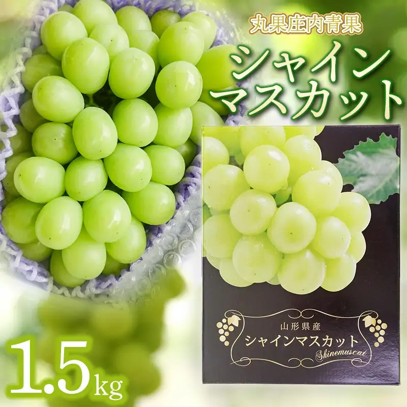 【令和8年産先行予約】シャインマスカット 約1.5kg　丸果庄内青果