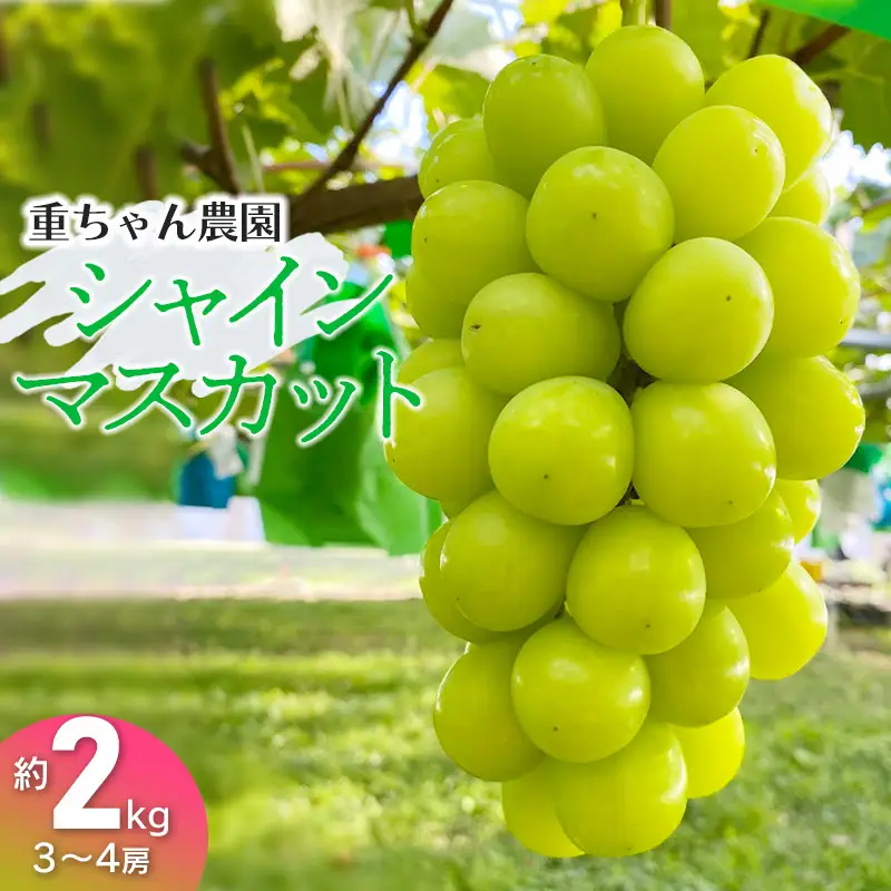 【令和8年産先行予約】 大人気 シャインマスカット 約2kg（3～4房） 山形県鶴岡産 重ちゃん農園