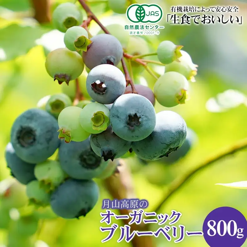 【令和8年産先行予約】月山高原のオーガニックブルーベリー(大粒・800g)　K-855
