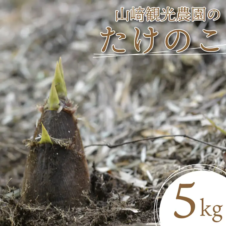 山﨑観光農園のたけのこ 5kg（AU029）