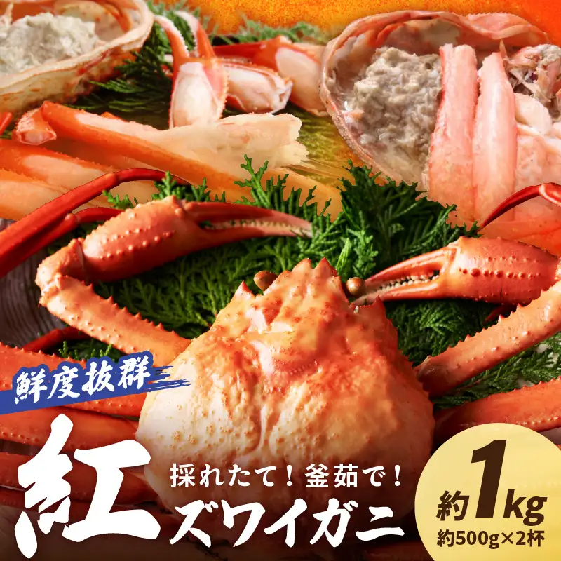 【カニ】採れたて！釜茹で！紅ズワイガニ 2杯 カニ