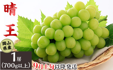 74-16 「晴王」1房（700g以上）【2026年9月上旬～10月上旬発送予定】