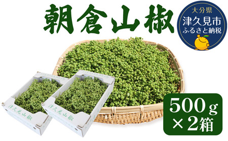 数量限定！朝倉山椒 500g×2箱 生山椒 | 津久見市