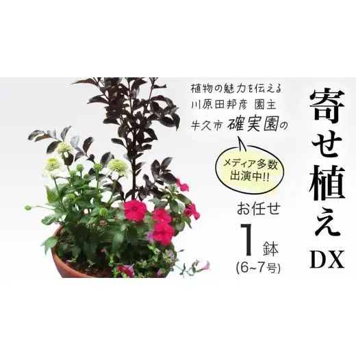 【 確実園 オリジナル 】 寄せ植え DX （おまかせ1点）