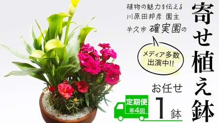 《 3ヶ月に1回お届け！年4回 定期便 》【 確実園 オリジナル 】 寄せ植え （おまかせ1点）