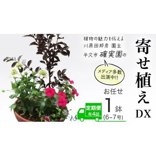 《 3ヶ月に1回お届け！年4回 定期便 》【 確実園 オリジナル 】 寄せ植え DX（おまかせ1点）