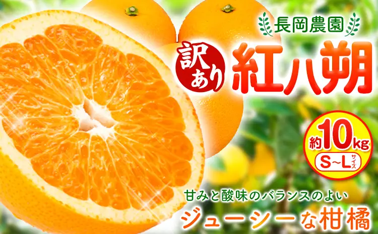 訳あり 紅八朔 約10kg はっさく 八朔