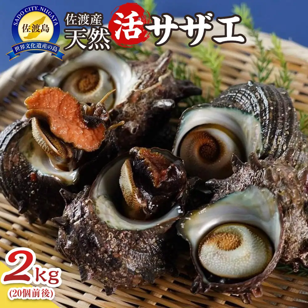 佐渡産 天然活サザエ 2kg 20個前後 サザエ