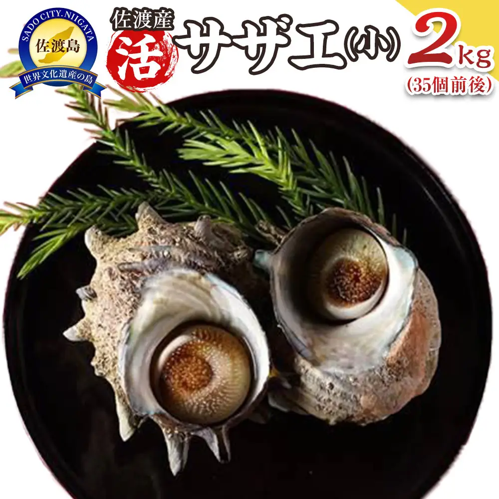 佐渡産　天然活サザエ 2kg 小（35個前後）