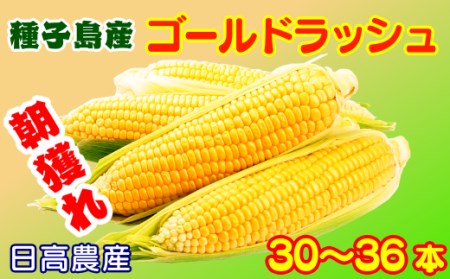  【 6月 限定 】 種子島 産 朝どれ とうもろこし (30～36本)　NFN320【550pt】 