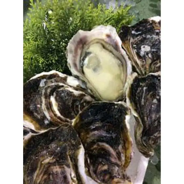 128.【2026年6月上旬以降発送 先行予約】鳥取県産　天然岩ガキ『夏輝』　3kg(サイズ小さめ　約7～12個) 牡蠣 カキ　※1個の重さによって個数が変わります　※着日指定不可※2026年6月上旬～8月下旬頃に順次発送予定