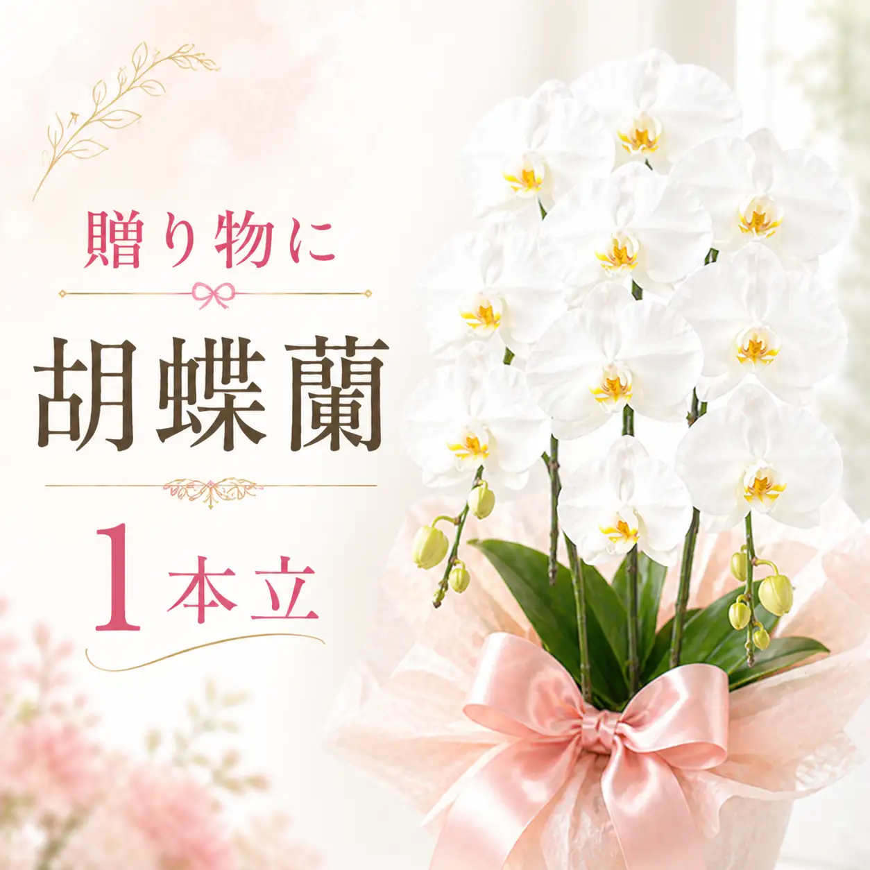胡蝶蘭（1本立）