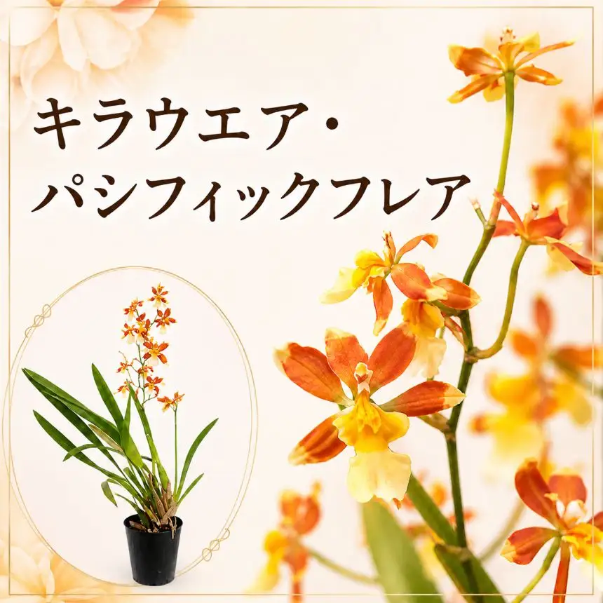 キラウエア・パシフィックフレア