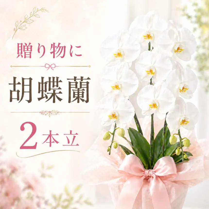 胡蝶蘭（2本立）