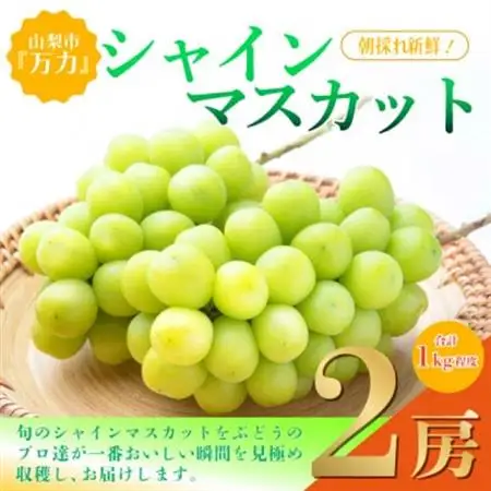 【2026年発送】シャインマスカット2房 (計1kg程度) 生産者直送 ! 山梨市万力産_甘いシャインマスカット あまいシャインマスカット 美味しいシャインマスカット おいしいシャインマスカット 人気のシャインマスカット_【配送不可地域：離島】【1227218】