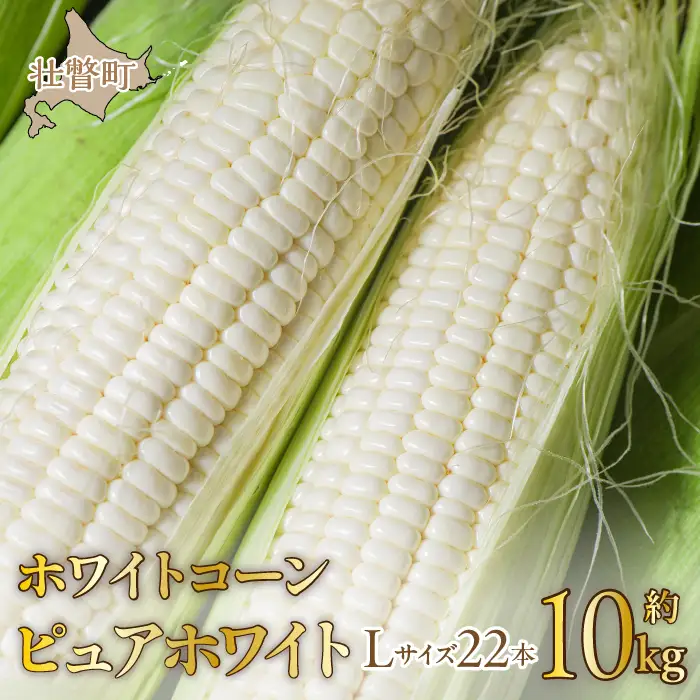＜2026年8月中旬よりお届け＞【朝採り】北海道壮瞥町 ホワイトコーン「ピュアホワイト」Lサイズ以上22本（約10kg） SBTQ002