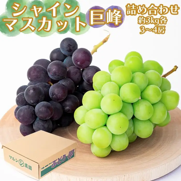 シャインマスカット、巨峰詰め合わせ 約3kg（各3～4房）