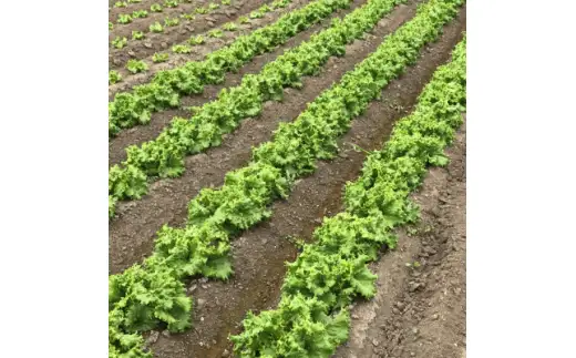 【先行予約】レタス彩(いろどり)3種セット・しじ美ドレッシング付（2026年9月以降順次発送） OSU001