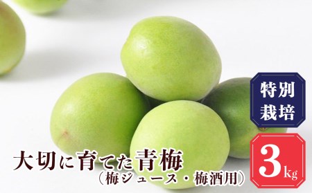 【堀内果実園】奈良県産 特別栽培 大切に育てた青梅(梅ジュース・梅酒用）3kg | 果実 6月 奈良県 五條市