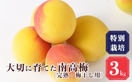 【堀内果実園】奈良県産 特別栽培 大切に育てた南高梅(完熟・梅干し用）3kg | 果実 6月 奈良県 五條市