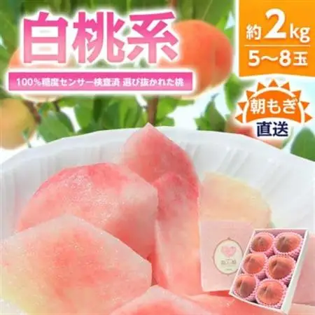 《2026年発送》桃 『白桃系』 約2kg 5～8玉 朝もぎ直送! 選び抜かれた桃【配送不可地域：離島】【1275890】