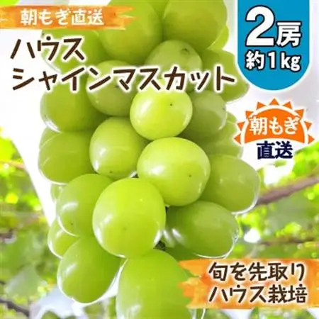 朝もぎ直送! 『ハウス　シャインマスカット』2房 ふるさと納税【配送不可地域：離島】【1275951】