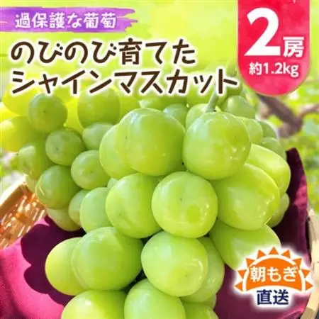 《2026年発送》朝もぎ直送!!過保護に育った葡萄『のびのび育てたシャインマスカット』2房_甘いシャインマスカット あまいシャインマスカット 美味しいシャインマスカット おいしいシャインマスカット 人気のシャインマスカット 瑞々しいシャインマスカット _【配送不可地域：離島】【1363897】