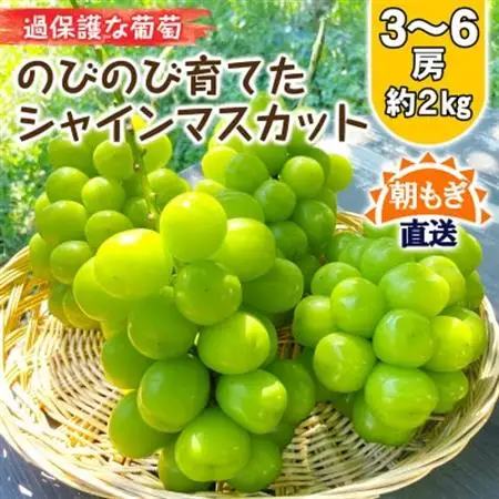 朝もぎ直送!!過保護に育った葡萄『のびのび育てたシャインマスカット』3～6房【配送不可地域：離島】【1370173】