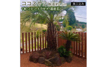 【伝票なし】ココスヤシ　幹高約1.5m１本・ソテツ・ドラセナ・溶岩石【施工込み】（AU-2）