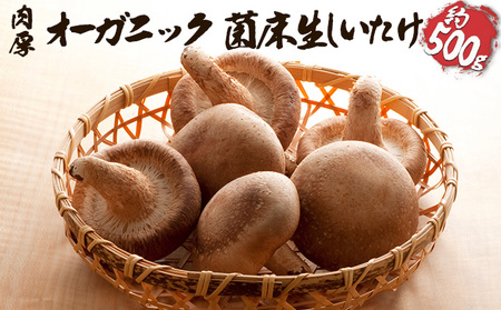 オーガニック 菌床生しいたけ 約500g きのこ 野菜 国産 GAP認証 有機JAS認定 食物繊維 ビタミン ミネラル 