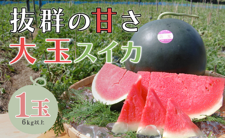 抜群の甘さ! スイカ 1玉 大玉 (6kg以上) 甘い 高糖度 西瓜 すいか 種なし 黒玉 産地直送