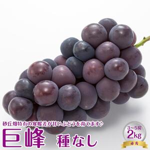 【先行予約】【ＪＡ】　巨峰　（種なし）　赤秀　2kg箱（3～5房入）※着日指定不可　※離島への配送不可　※2026年8月初旬頃～8月中旬頃に順次発送予定　  | ぶどう 巨峰