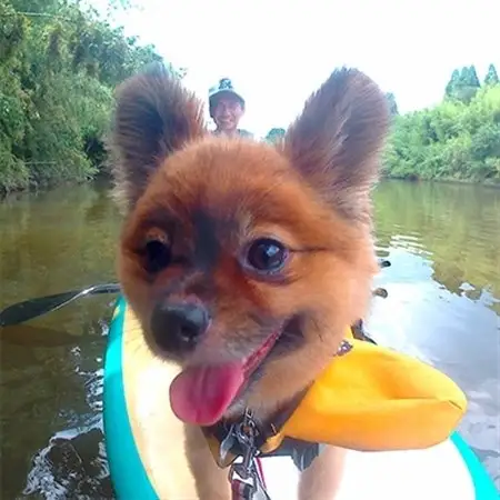 ワンちゃんと一緒にSUPリバークルーズ体験(2名様+犬1匹)_旅行券・チケット  体験チケット _【1072358】