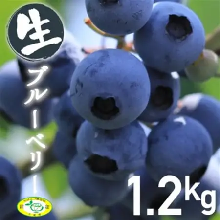 いすみのブルーベリー_果物・フルーツ ブルーベリー  _【配送不可地域：離島】【1388556】